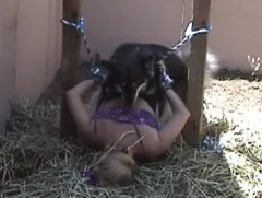 Dog Sex